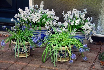 Muscari armeniacum Blue Spike,Scilla mischtschenkoana